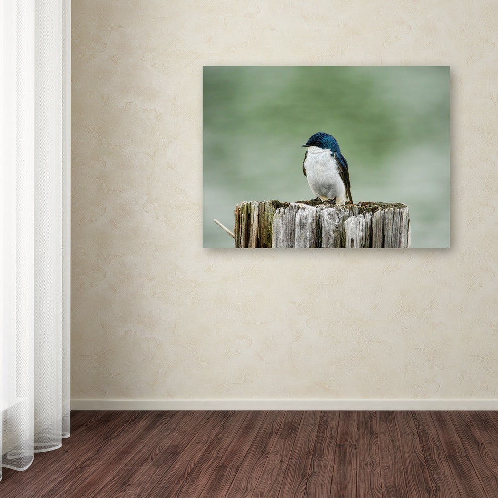 Jai Johnson 'Resting Swallow' Canvas Art, 19 x 14