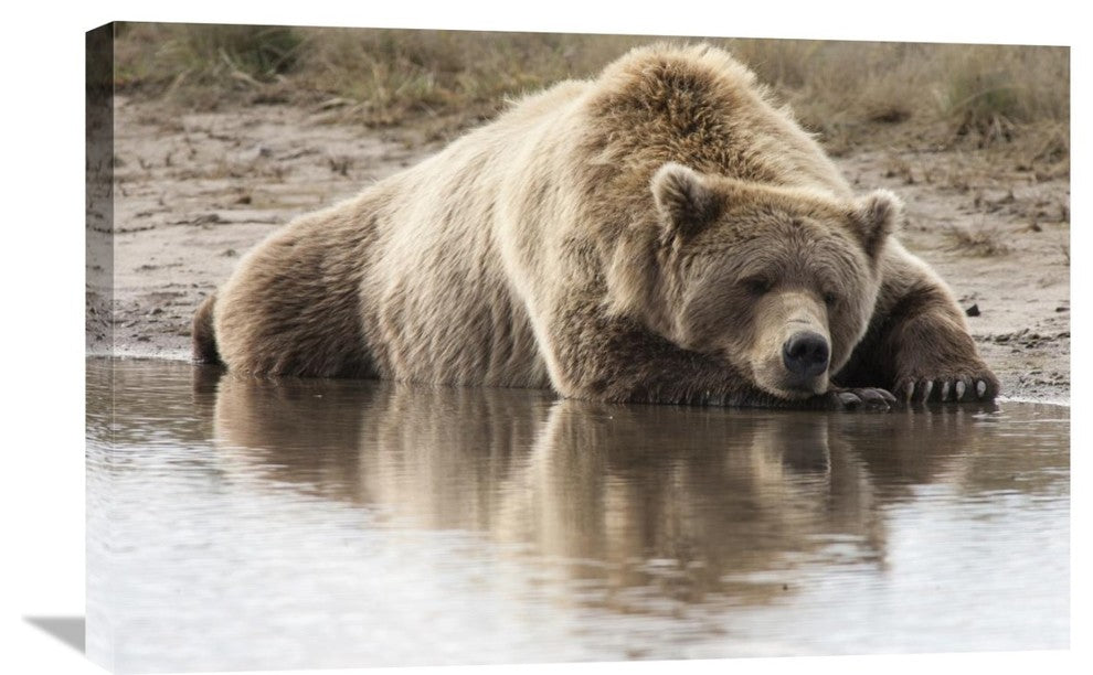 "Grizzly Bear Sleeping On Shore, Katmai National Park, Alaska" Artwork