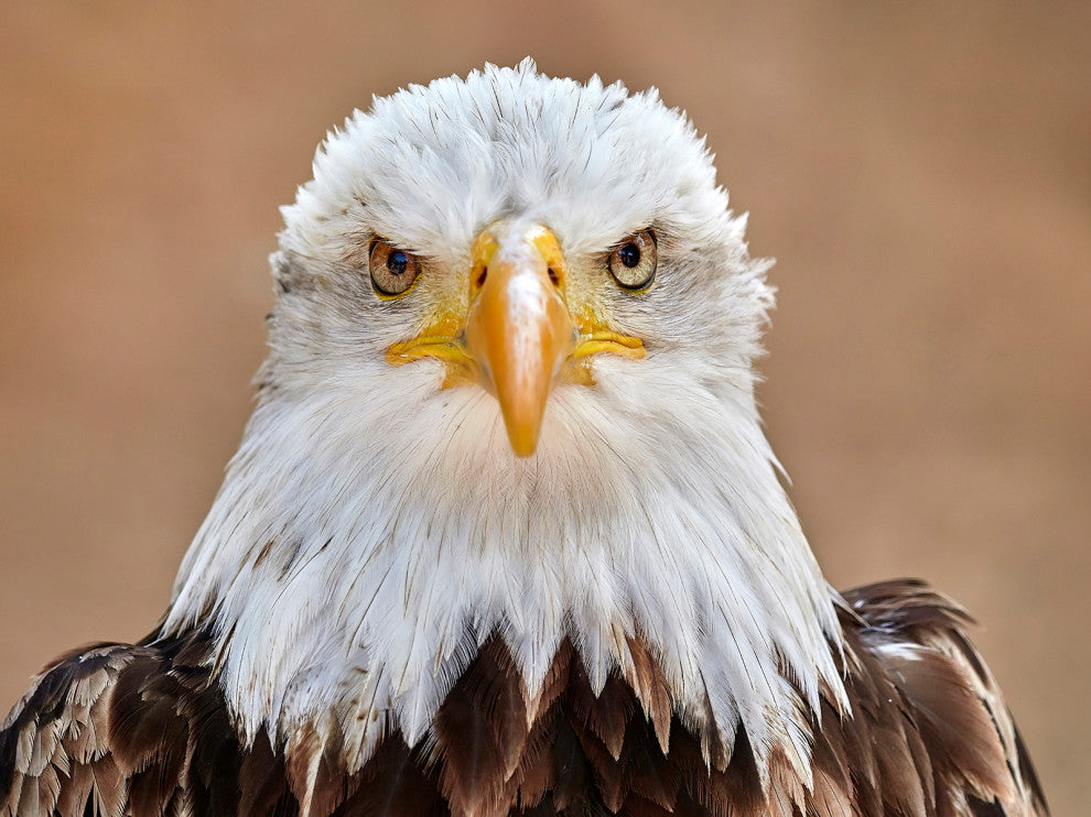 Bald Eagle Portrait Close-up 2 Loose Wall Art Print, 18" X 24"