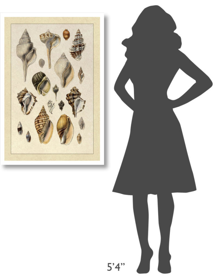 "Shells: Sessile Cirripedes #3" Digital Paper Print by G.B. Sowerby, 26"x38"
