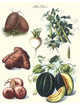 Vegetables; Potato, Melon, Raddish, Peas, Onions- Canvas Poster 20" x 30"