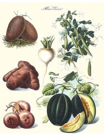Vegetables; Potato, Melon, Raddish, Peas, Onions- Canvas Poster 20" x 30"