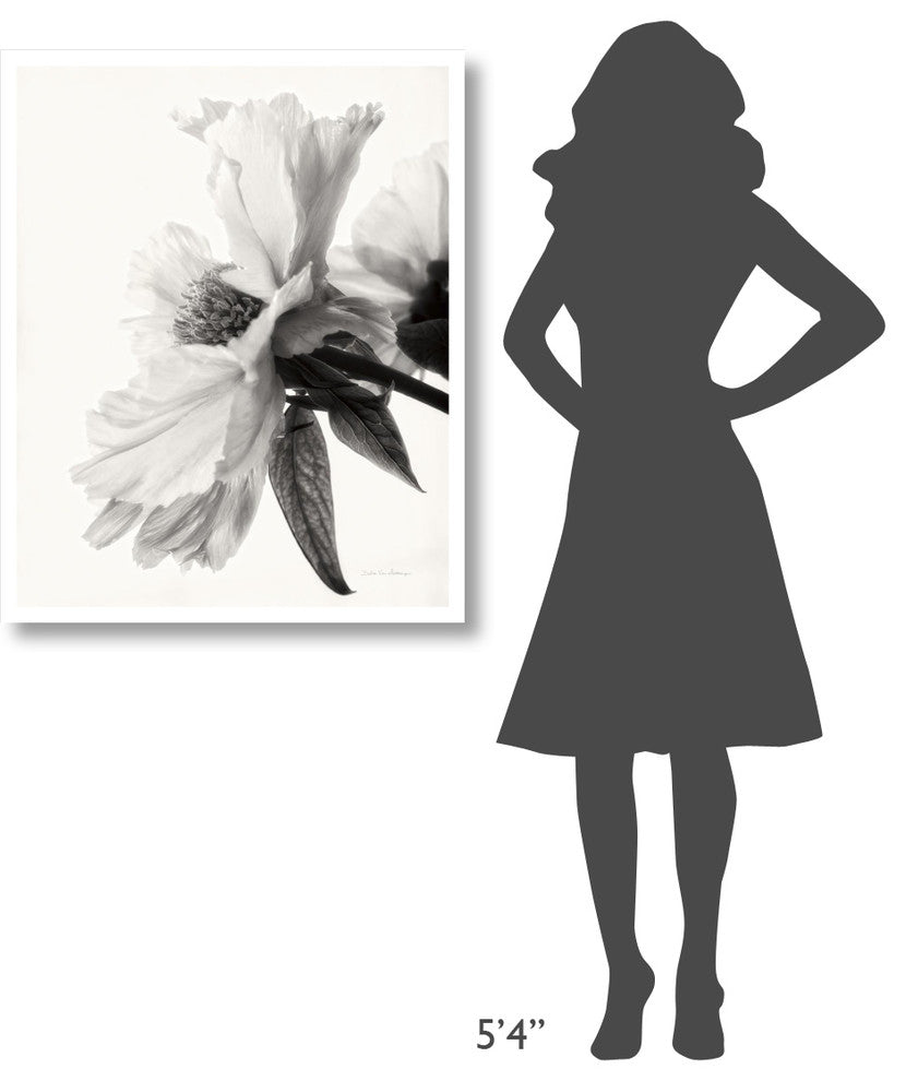 "Translucent Peony IV - BW" Digital Paper Print by Debra Van Swearingen, 30"x37"