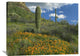 "California Poppy And Saguaro Cacti, Organ Pipe Cactus NM, Arizona" Artwork