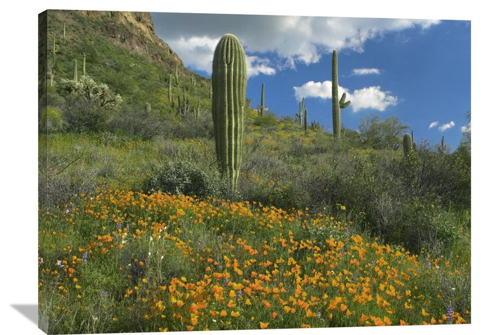 "California Poppy And Saguaro Cacti, Organ Pipe Cactus NM, Arizona" Artwork