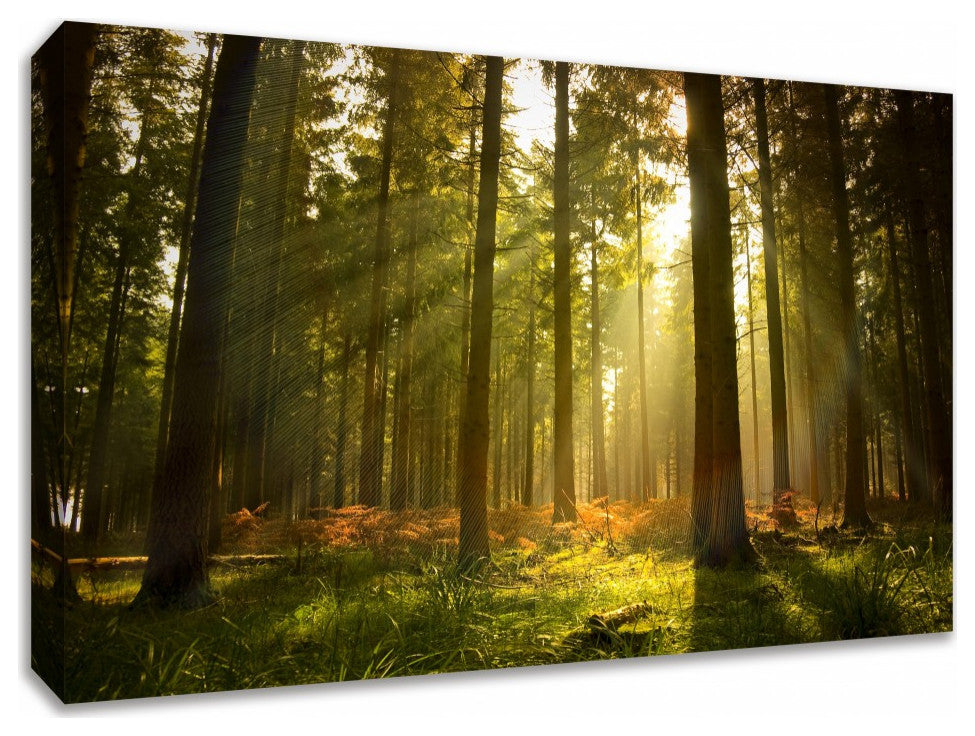 Sunrise in Forest Giclee Wrap Canvas Wall Art