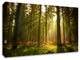 Sunrise in Forest Giclee Wrap Canvas Wall Art