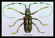 Beetle: Lamia Tricincta #1- Fine Art Giclee Print 24" x 36"