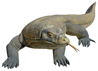 Life Size Komodo Dragon Statue