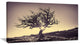 "Lonely Grey Tree in Mountain" Wall Art Landscape, 40"x20"