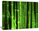 Green Bamboo Forest, Floral Canvas Art Print, 20"x12"