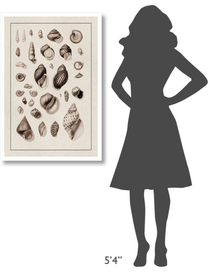 "Shells: Sessile Cirripedes #2 (Sepia)" Paper Print by G.B. Sowerby, 26"x38"