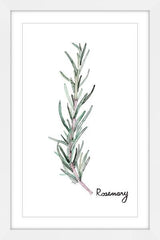 "Herb Rosemary" Framed Painting Print, 20"x30"
