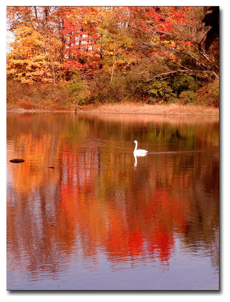 'Autumnal Swan' Canvas Art by Kurt Shaffer