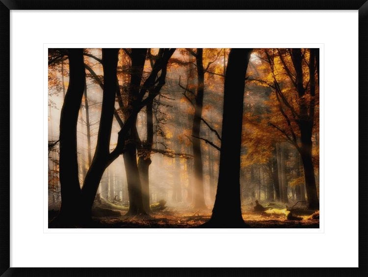 "Autumn Light" Framed Digital Print by Jan Paul Kraaij, 30x22"