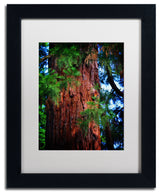 'Giant Sequoia' Matted Framed Canvas Art by Philippe Sainte-Laudy