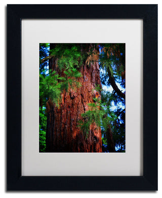 'Giant Sequoia' Matted Framed Canvas Art by Philippe Sainte-Laudy