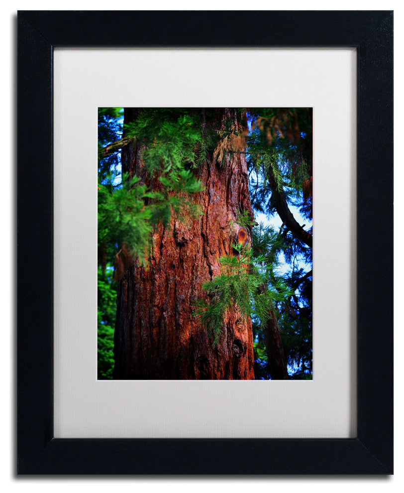 'Giant Sequoia' Matted Framed Canvas Art by Philippe Sainte-Laudy