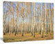 Autumn Birch Grove in Sunlight, Modern Forest Canvas Art, 20"x12"