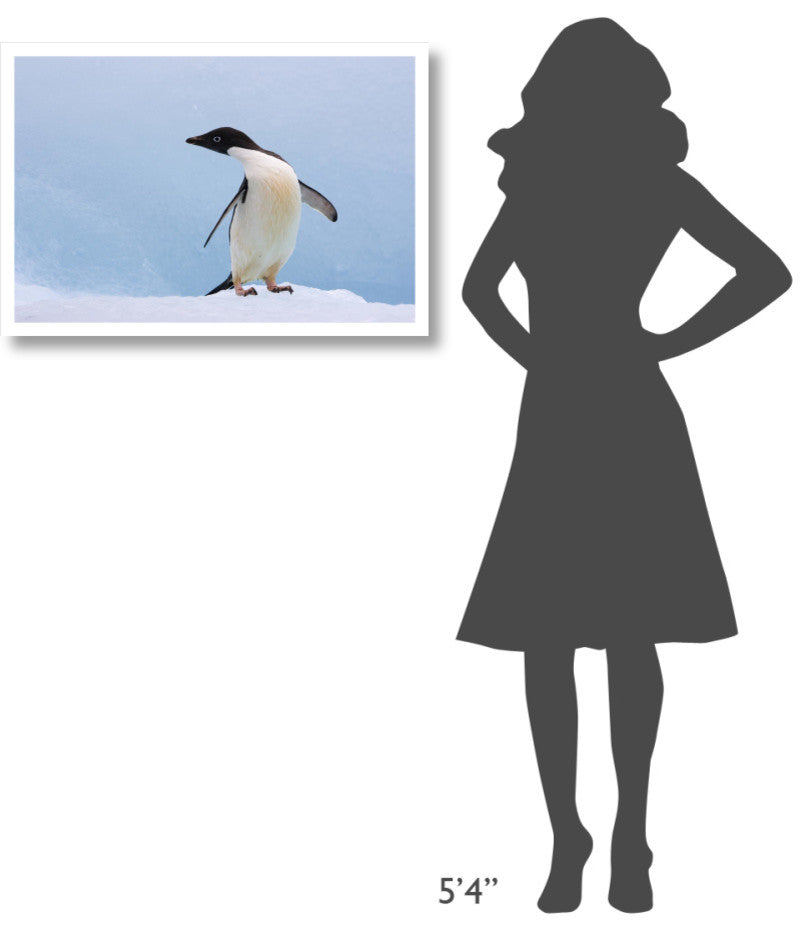 "Adelie Penguin on iceberg, looking left, Paulet Island" Paper Art, 32"x22"