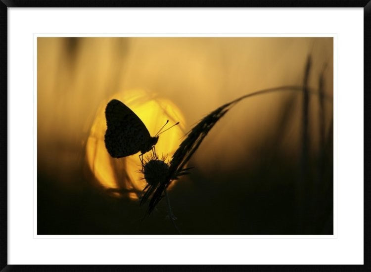 "August" Framed Digital Print by Janini (Zhana Topchieva), 38"x28"