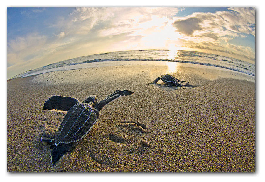 Ready2hangart Christopher Doherty Photography 'Leatherback' Canvas Wall Art