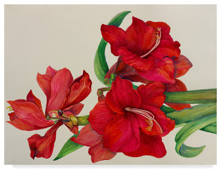 Joanne Porter 'Amaryllis Standing Tall' Canvas Art, 32"x24"