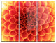 "Brown Flower With Dense Petals" Photo Metal Wall Art, 3 Panels, 36"x28"