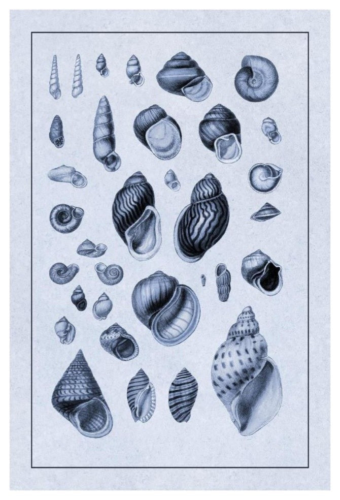 "Shells: Sessile Cirripedes #2 (Blue)" Paper Print by G.B. Sowerby, 26"x38"