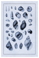 "Shells: Sessile Cirripedes #2 (Blue)" Paper Print by G.B. Sowerby, 26"x38"