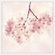 "Cherry Blossoms" Framed Painting Print, 12"x12"