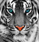 Cortesi Home Thrill of the Tiger Tempered Glass Wall Art, 24" x 24"