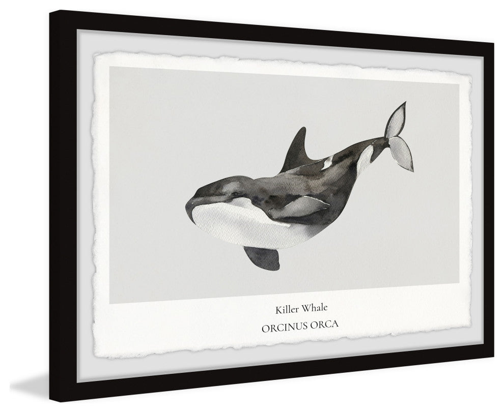 "Orcinus Orca" Framed Painting Print, 12x8