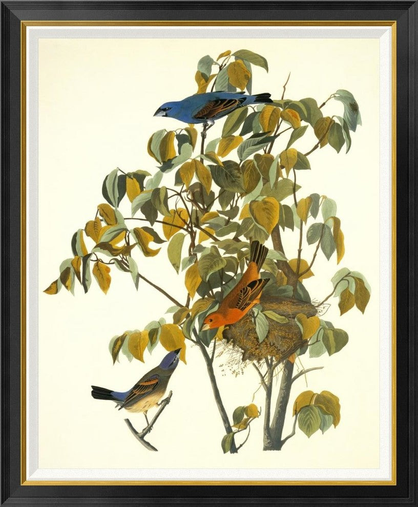 "Blue Grosbeak" Framed Canvas Giclee by John James Audubon, 34x41"