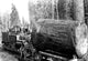 The Desecrated Fir- Fine Art Giclee Print 24" x 36"