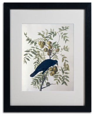 'American Crow' Matted Framed Canvas Art by John James Audubon
