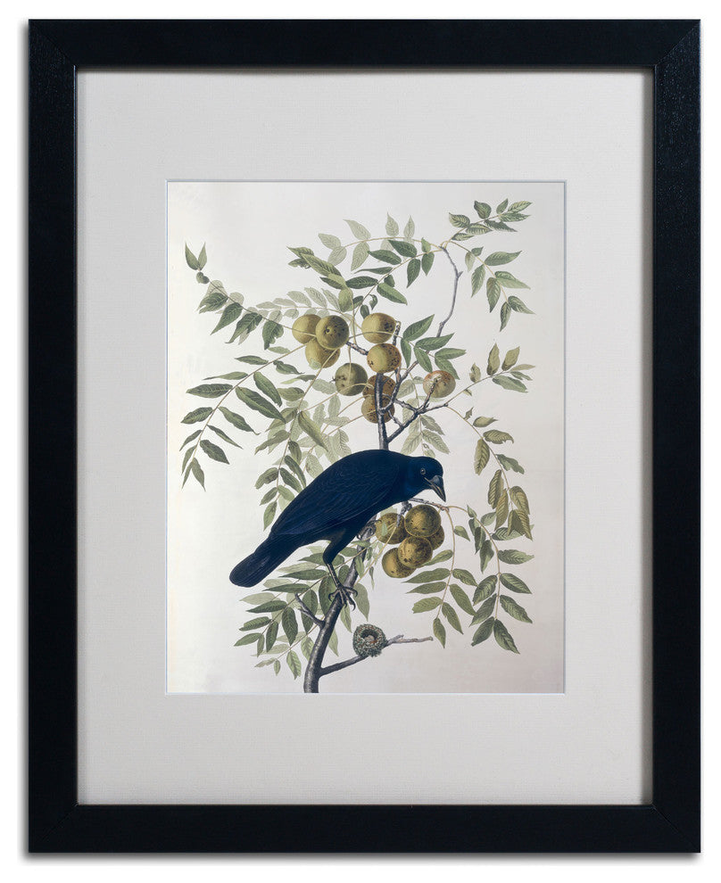 'American Crow' Matted Framed Canvas Art by John James Audubon