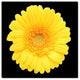'Yellow Gerber Daisy' Canvas Art