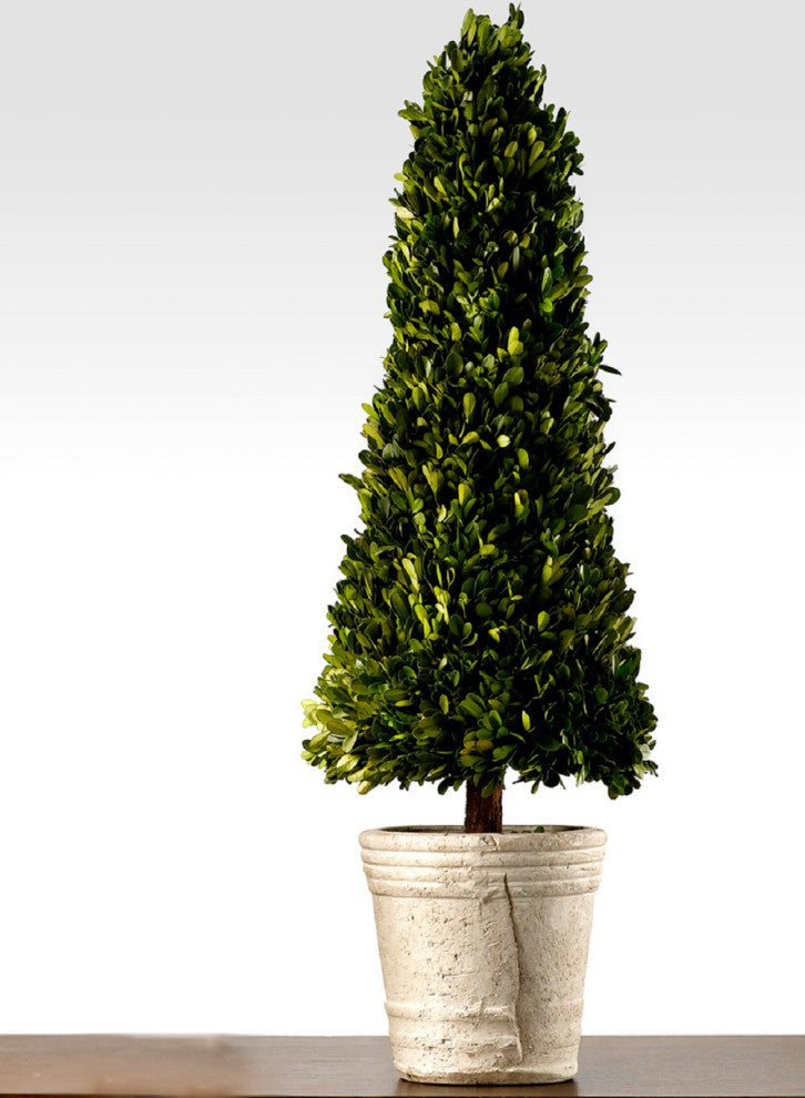 Serene Spaces Living Preserved Boxwood Cone Topiary in a Pot, 31.5" H & 9" D