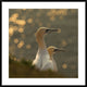 "Gannets In Sunset" Framed Digital Print by Karen Kolbeck, 38"x38"