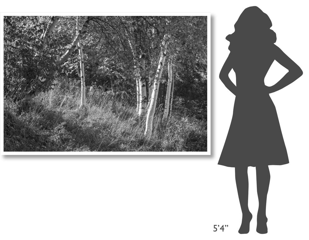 "Sunlit Birches II" Digital Paper Print by Sue Schlabach, 62"x42"