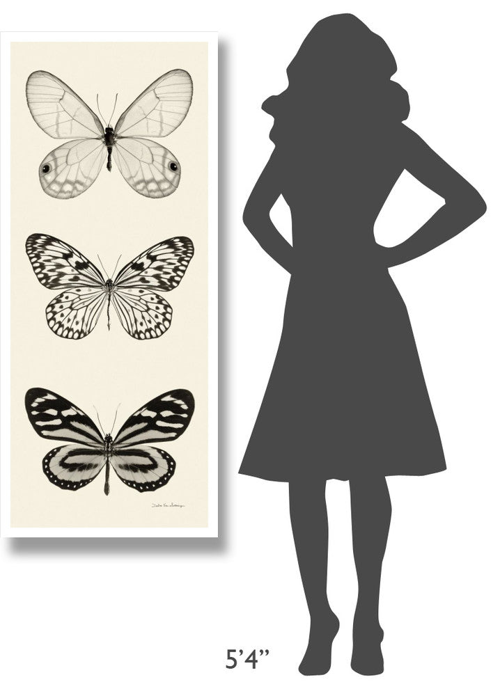 "Butterfly - BW Panel II" Digital Paper Print by Debra Van Swearingen, 22"x52"