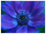 'Beautiful Anemone' Canvas Art by Kathy Yates