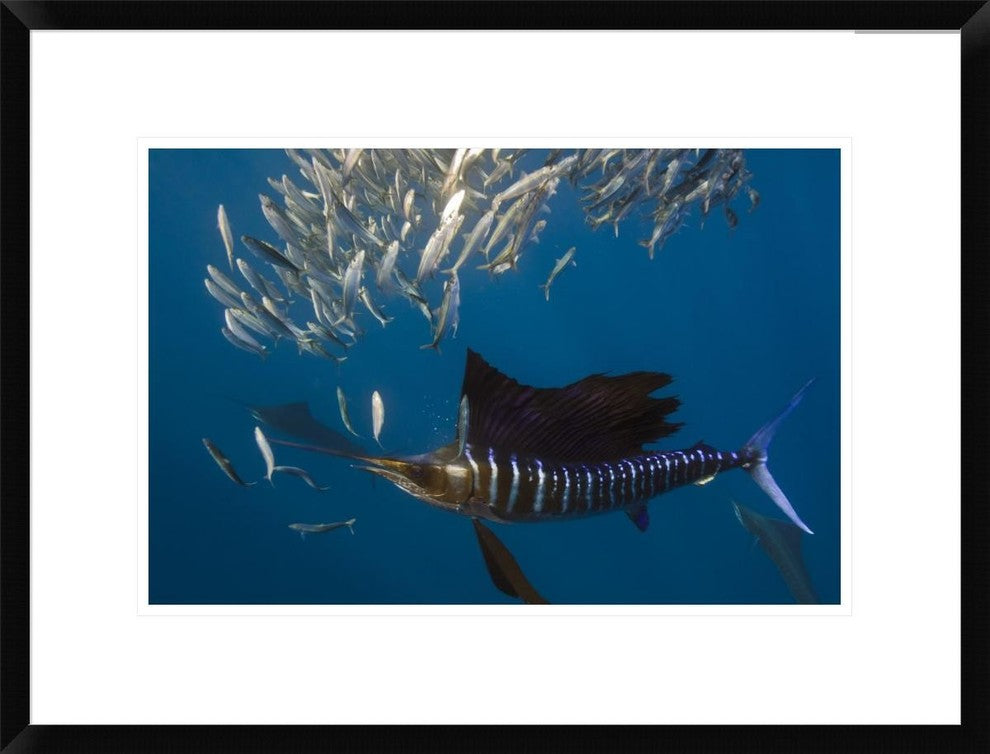 Atlantic Sailfish Hunting Round Sardinella, Isla Mujeres, Mexico, 24"x18"