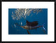 Atlantic Sailfish Hunting Round Sardinella, Isla Mujeres, Mexico, 24"x18"
