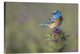 "Blowin' In The Wind" Stretched Canvas Giclee by Greg Barsh, 22x15"