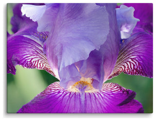 Glowing Iris Floral Nature Photography Canvas Wall Art Print, 18" X 24"