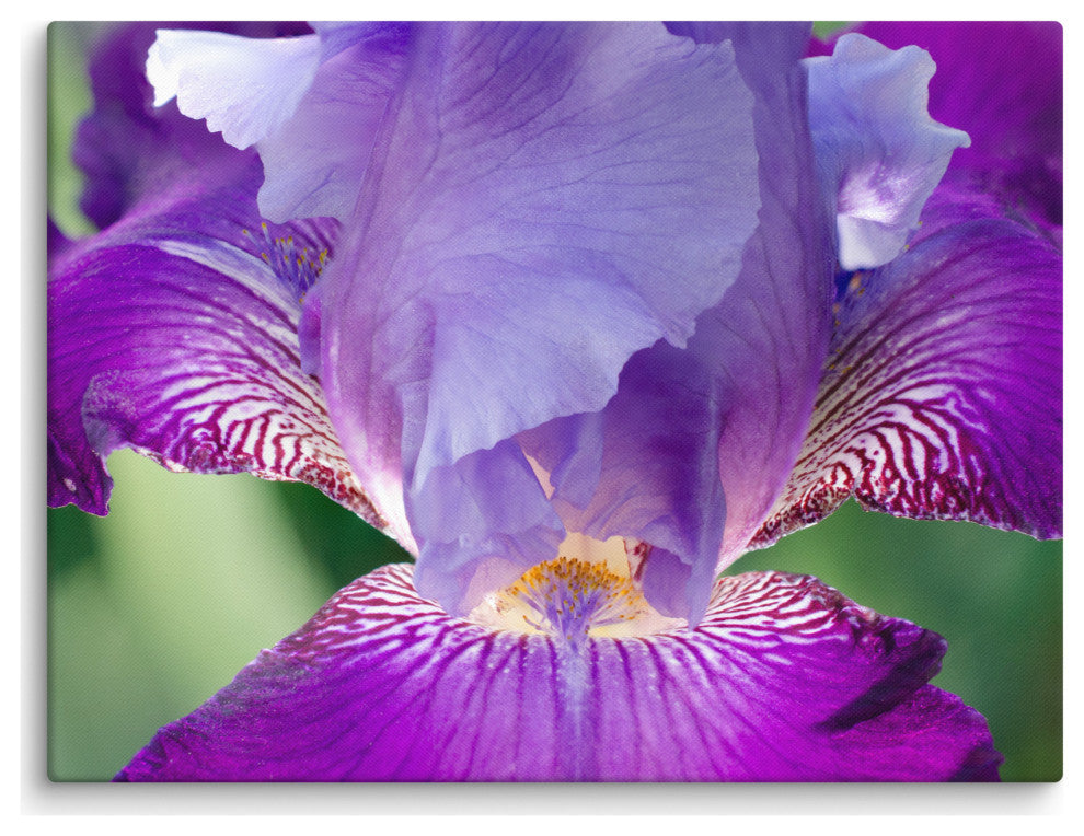 Glowing Iris Floral Nature Photography Canvas Wall Art Print, 18" X 24"
