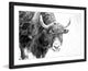 Marmont Hill, "Buffalo Forward" Framed Painting Print, 45x30