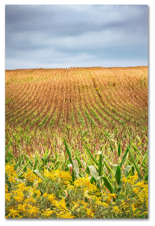 Jason Shaffer 'Corn Field' Canvas Art, 12x19